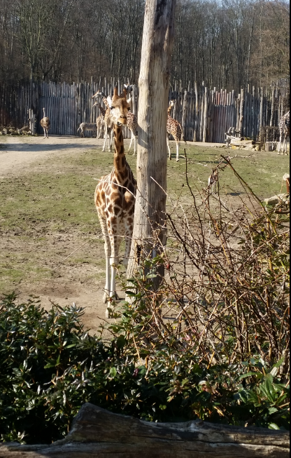 giraffe